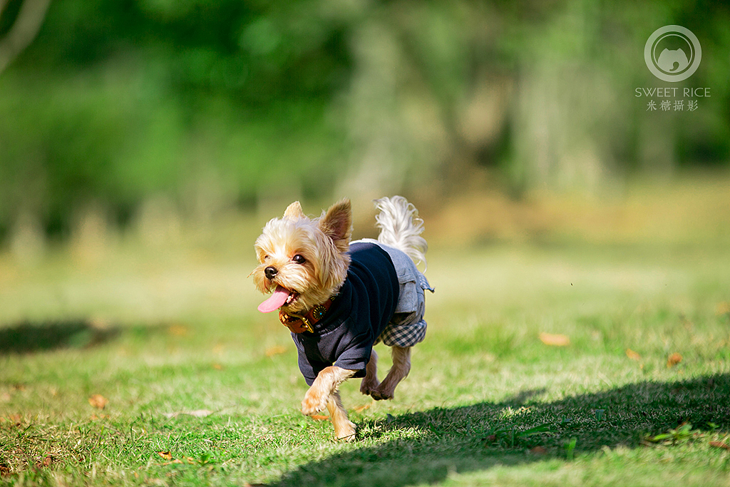 阳光下的小地鼠（图ZNjM1NTc3MTY=） - 宠物摄影 - 站酷设计师挂糖原创素材 - 站酷ZCOOL