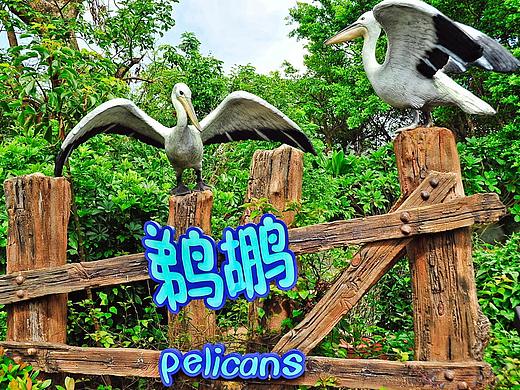 鸟（个人主页-ZMjQxNjAwMjQ=） - 宠物摄影 - 站酷设计师吾翰世原创素材 - 站酷ZCOOL