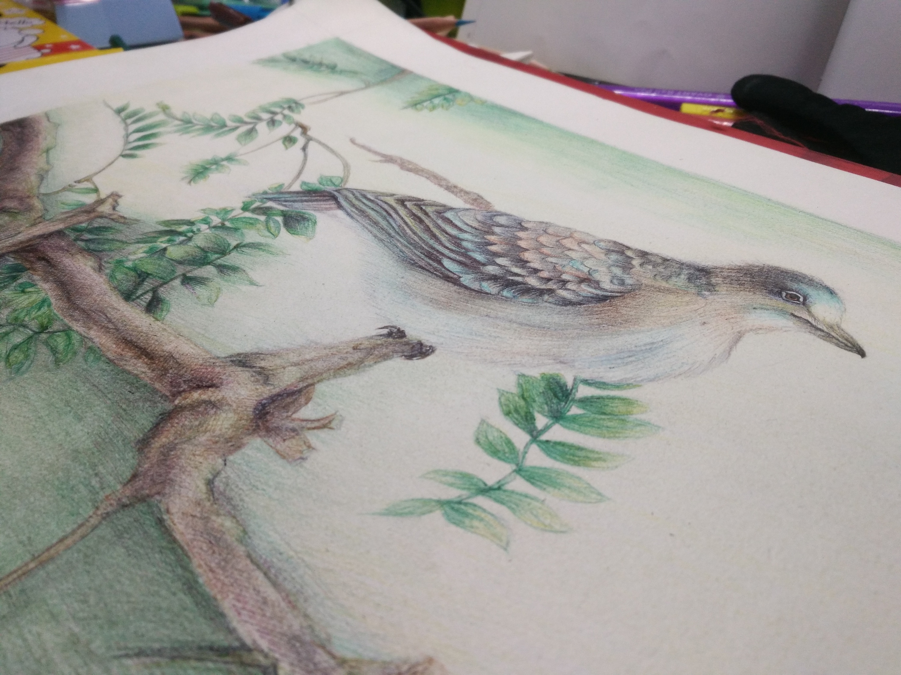 斑鸠的画法儿童画图片