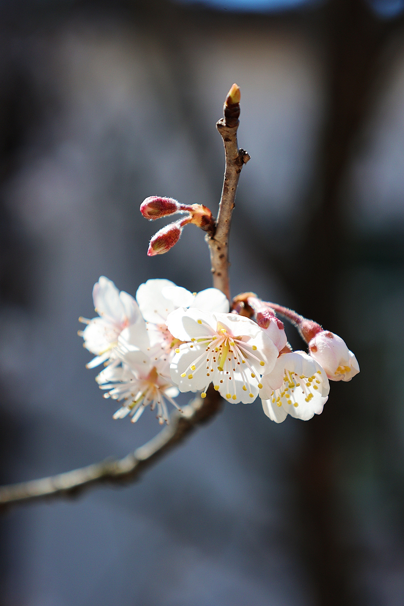 攝影.春日櫻桃花開（圖ZMzMyMjEwNzYw） - 風(fēng)光攝影 - 站酷設(shè)計(jì)師海天旖原創(chuàng)素材 - 站酷ZCOOL