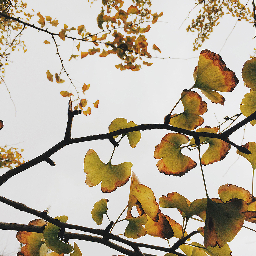 冷秋，银杏叶像蝴蝶一样..（图ZMjU0NzU5MTI=） - 风光摄影 - 站酷设计师KIKI7_原创素材 - 站酷ZCOOL