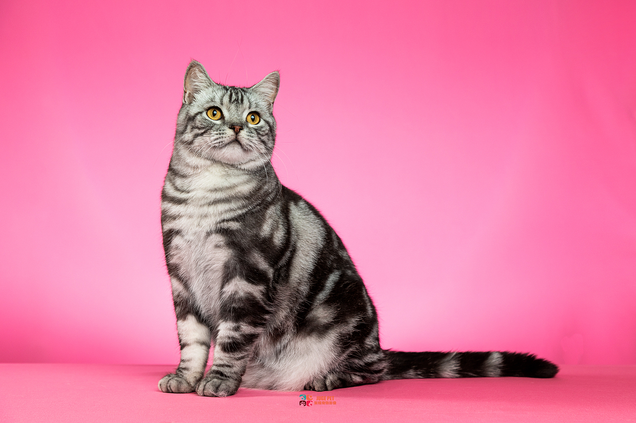 宠物摄影|美国短毛猫