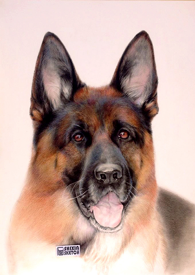GERMANSHEPHERD DOG HEAD SHOT（图ZMjY2Nzc0NTY=） - 绘画 - 站酷设计师狼王加冕原创素材 - 站酷ZCOOL