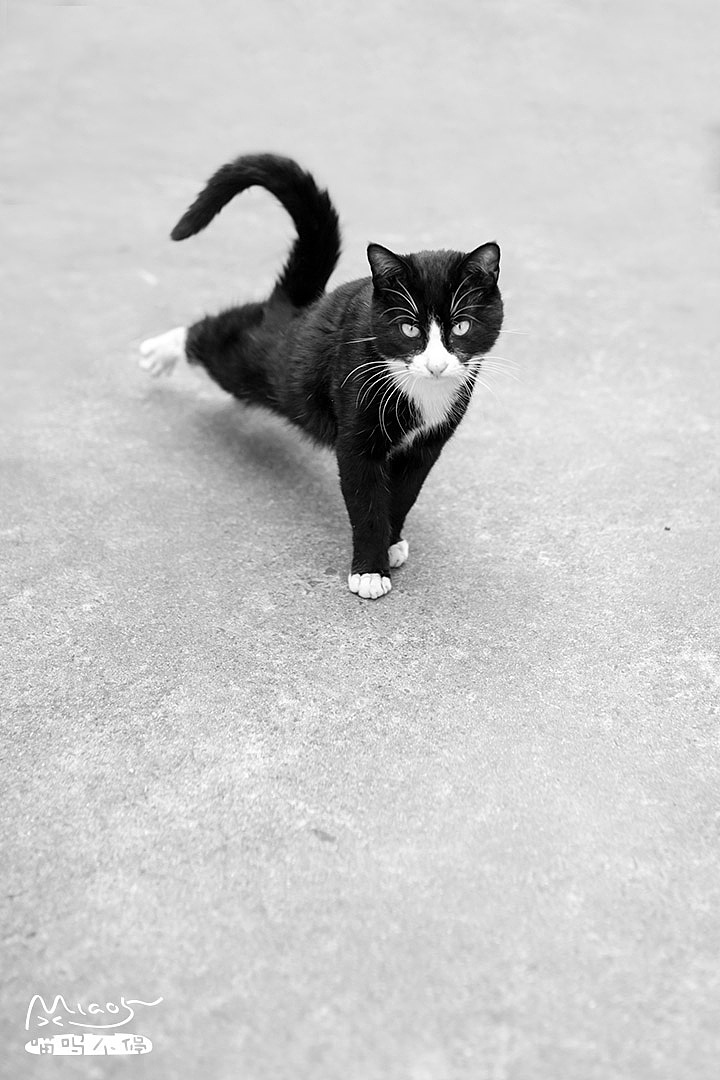 喵呜广播体操第一节:后蹬腿~