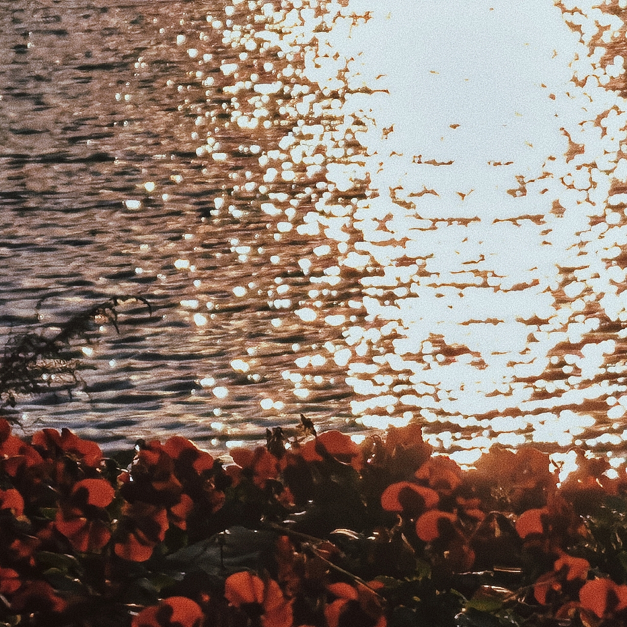 学校里的风景🍂