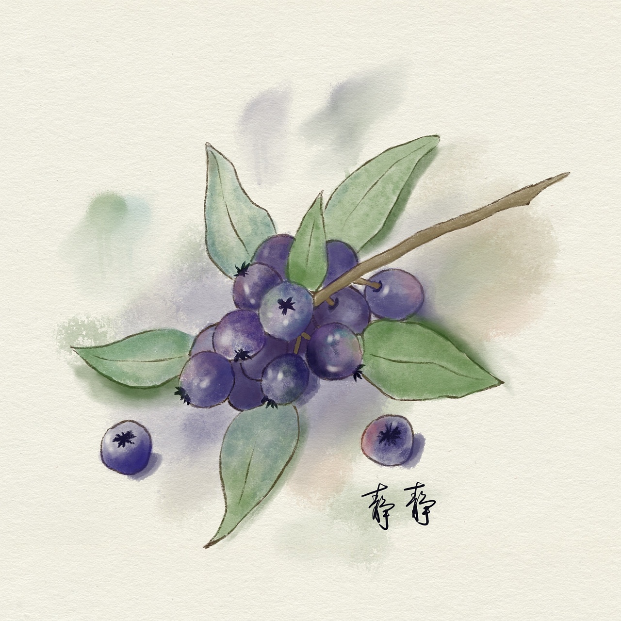 水彩风蓝莓|插画|创作习作|静静子daisy - 临摹作品 - 站酷 (zcool)