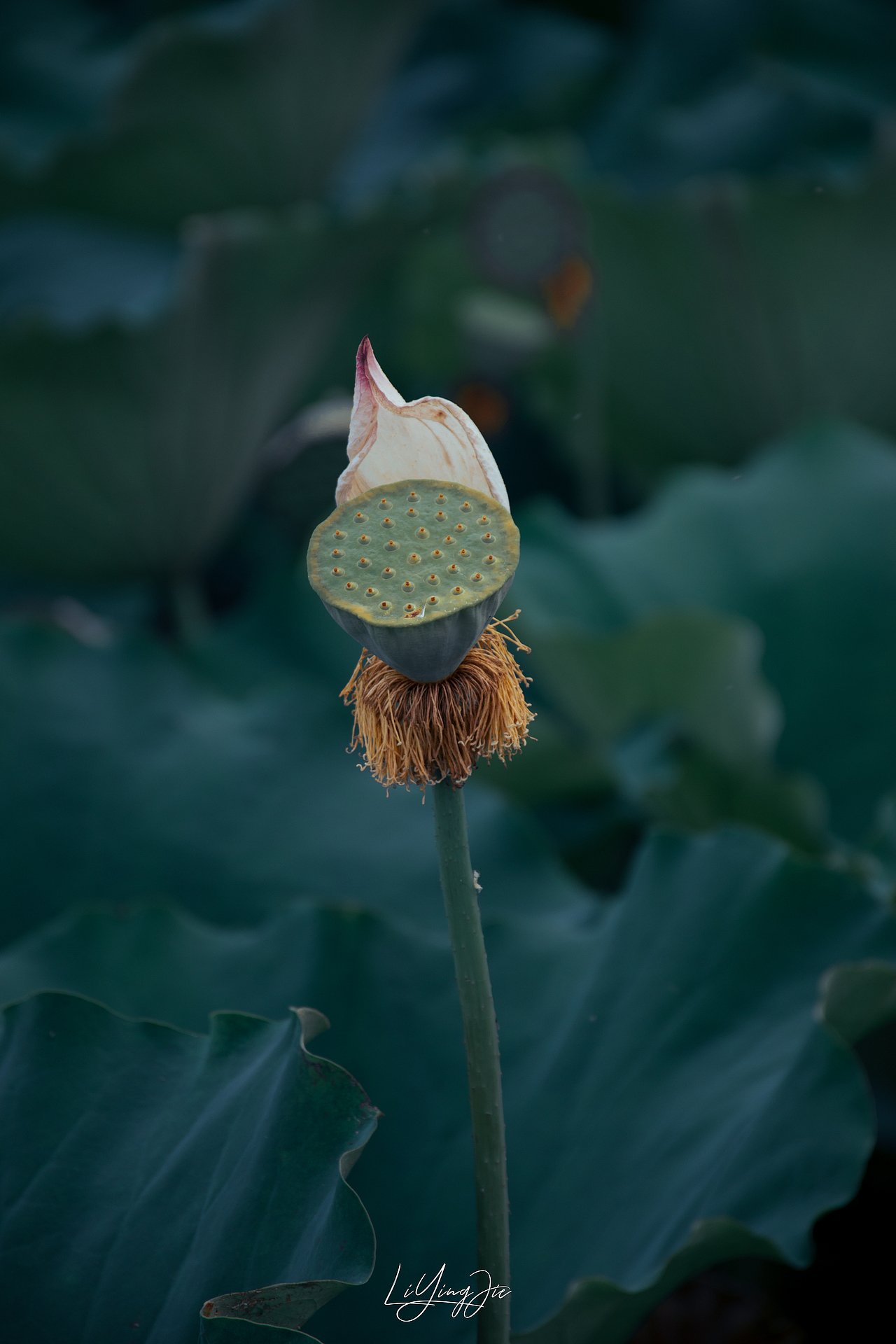 水出芙蓉（图ZMjEzNTkzNTg0） - 产品摄影 - 站酷设计师与海为邻原创素材 - 站酷ZCOOL