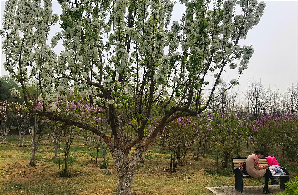 刘勇良手机纪实摄影:繁华似锦