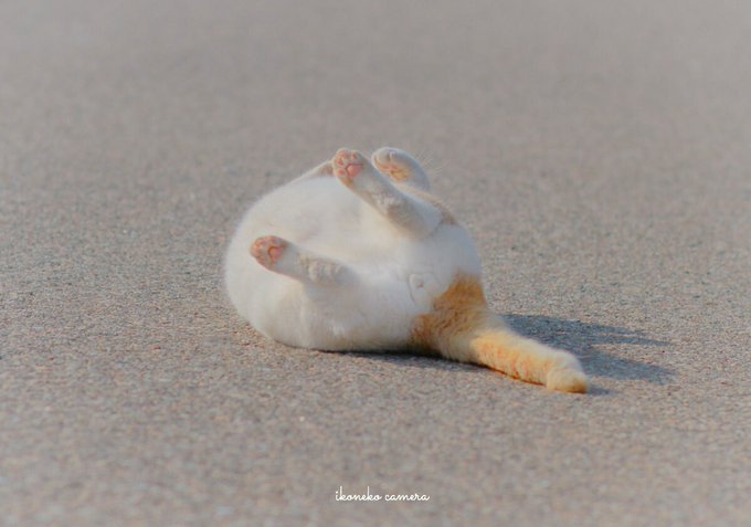 木哩哩_Mlili的個人主頁（背景預覽） - 主頁背景設置 - 站酷設計師木哩哩_Mlili原創(chuàng)素材 - 站酷ZCOOL