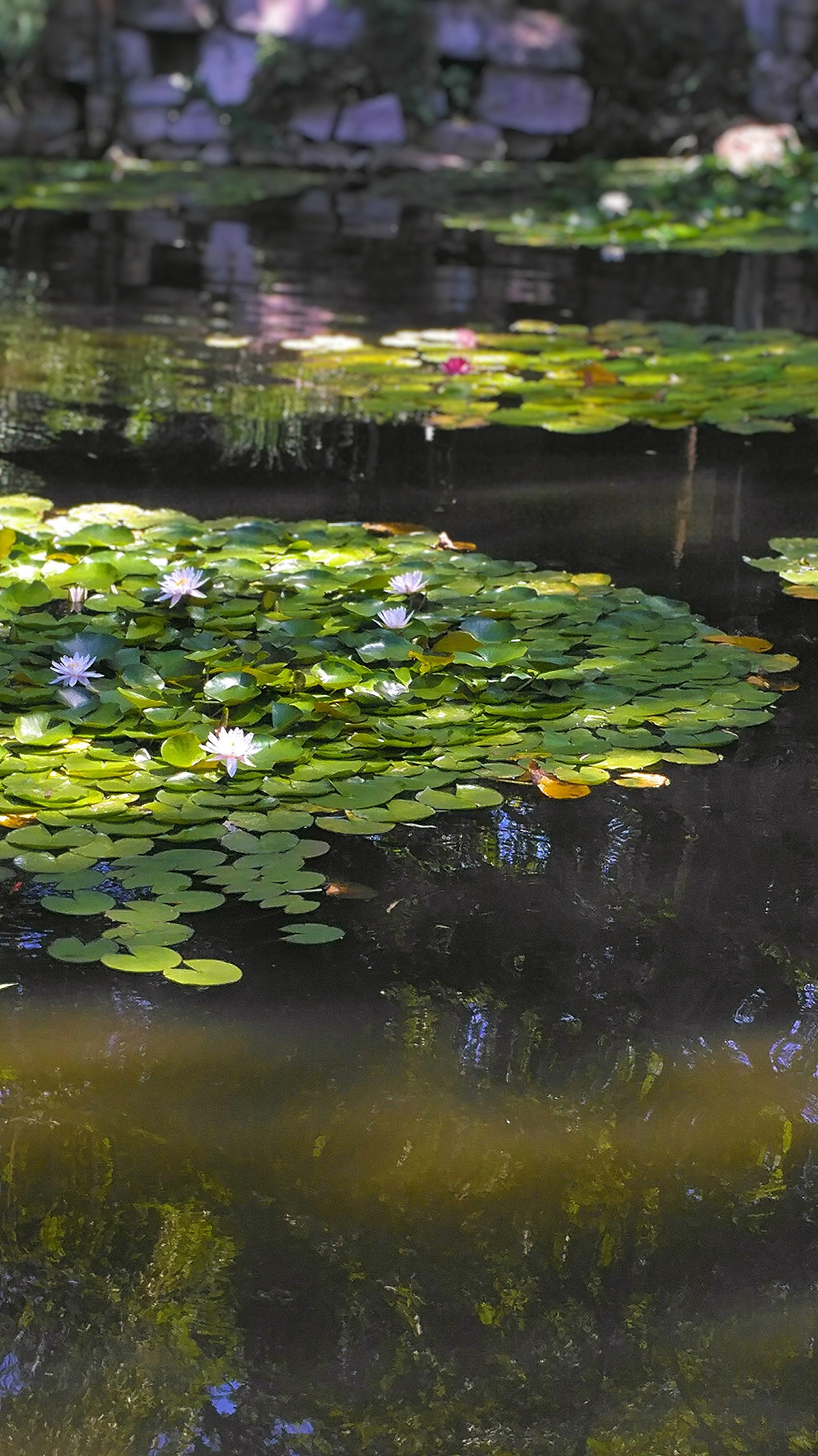 阳光洒在荷花池