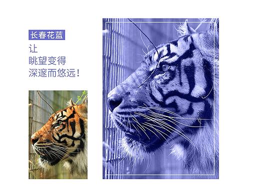 我眼里的的长春花蓝