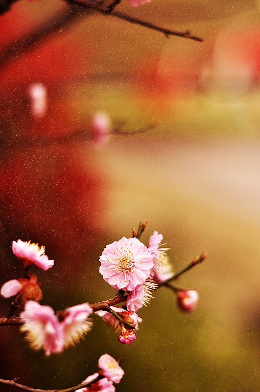江阴的梅花（图ZNjgyMTgw） - 风光摄影 - 站酷设计师stane原创素材 - 站酷ZCOOL