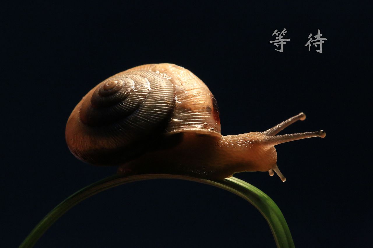 蜗牛的爱情故事