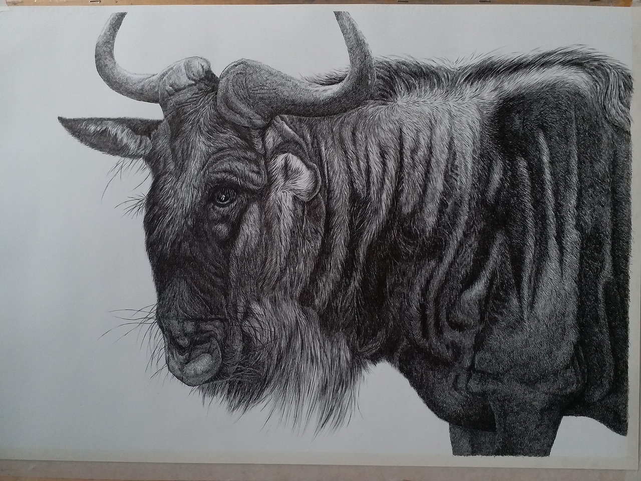 大KAI动物钢笔画《角马》