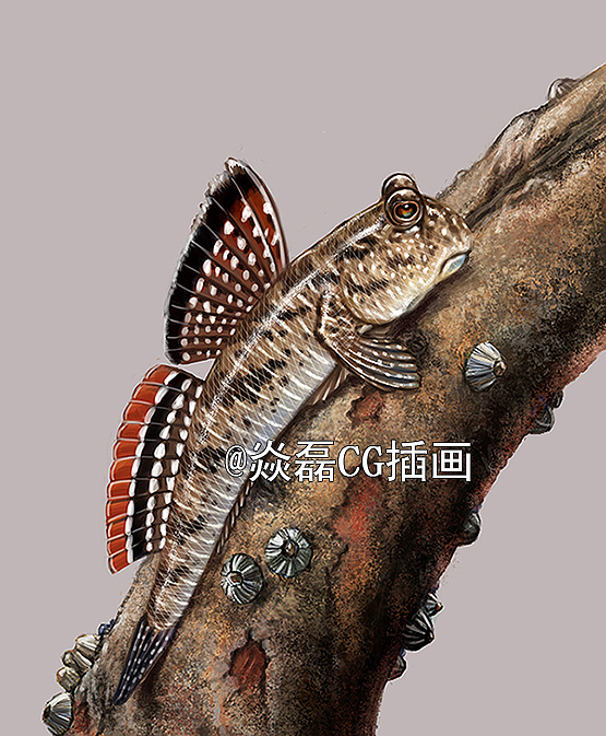 各种弹涂鱼插画锦集（图ZMjA5NDgyMTM2） - 商业插画 - 站酷设计师焱磊原创素材 - 站酷ZCOOL