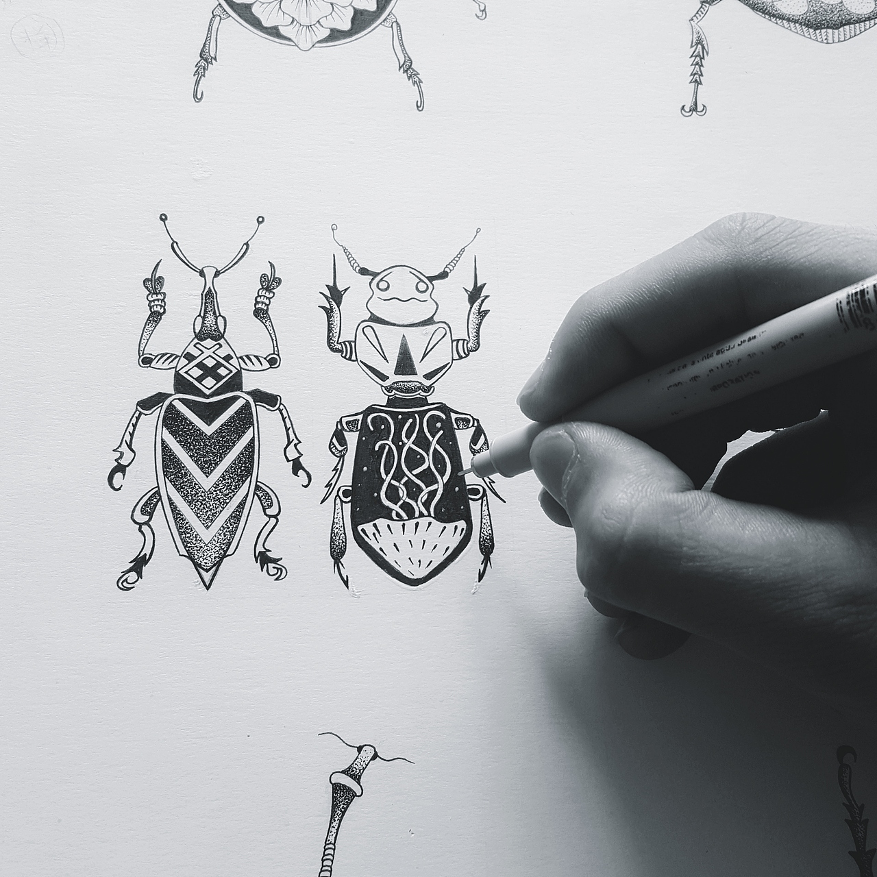 手绘甲虫