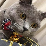 小吉的怂怂的头像