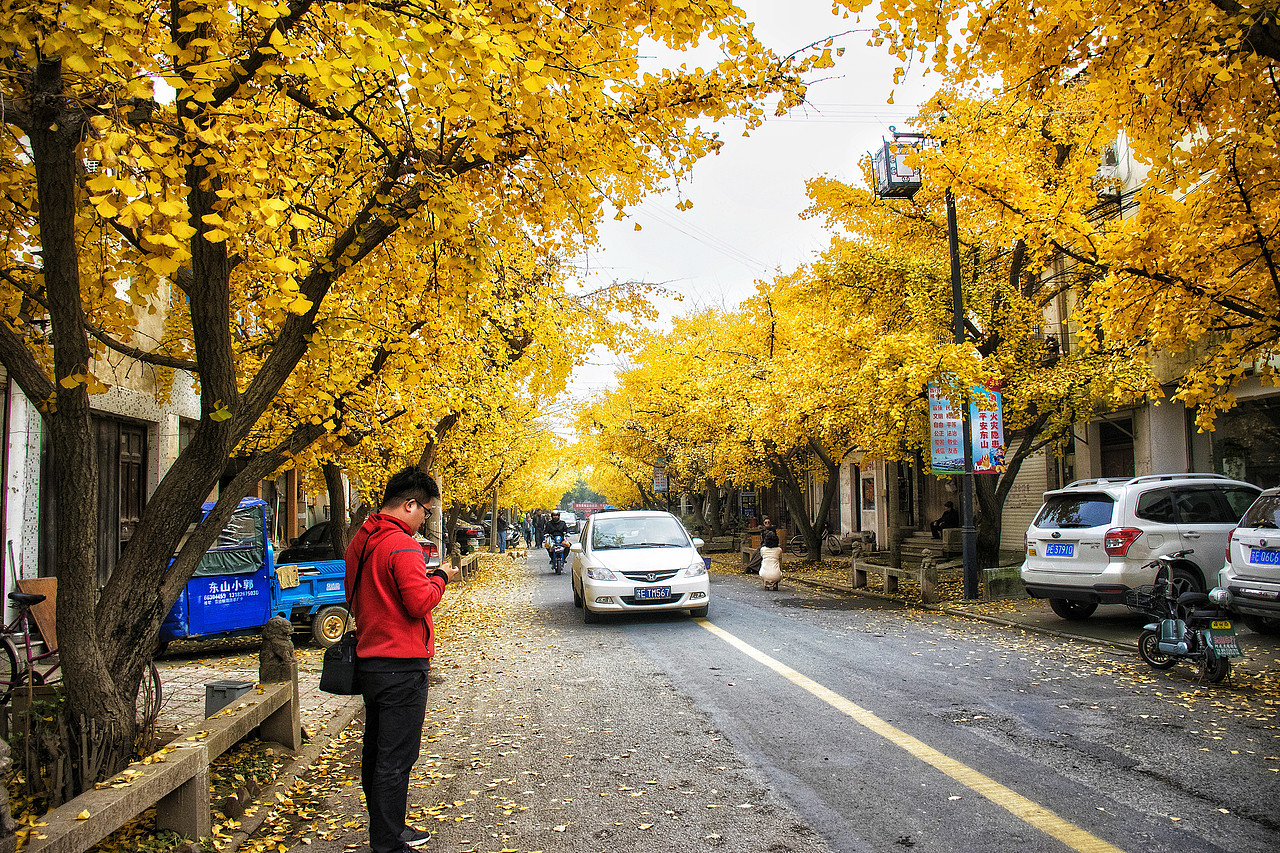 东山银杏（图ZMTM4NzMxMjky） - 风光摄影 - 站酷设计师心若有夕原创素材 - 站酷ZCOOL