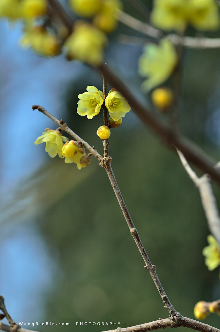 腊梅花开——开封禹王台公园