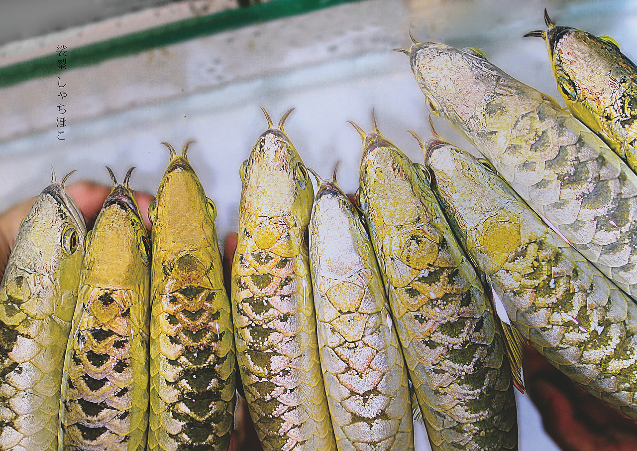 金鯱-龍魚(yú)品牌策劃（圖ZMTkwMzQwMDA4） - 品牌 - 站酷設(shè)計(jì)師一顆白菜啊原創(chuàng)素材 - 站酷ZCOOL