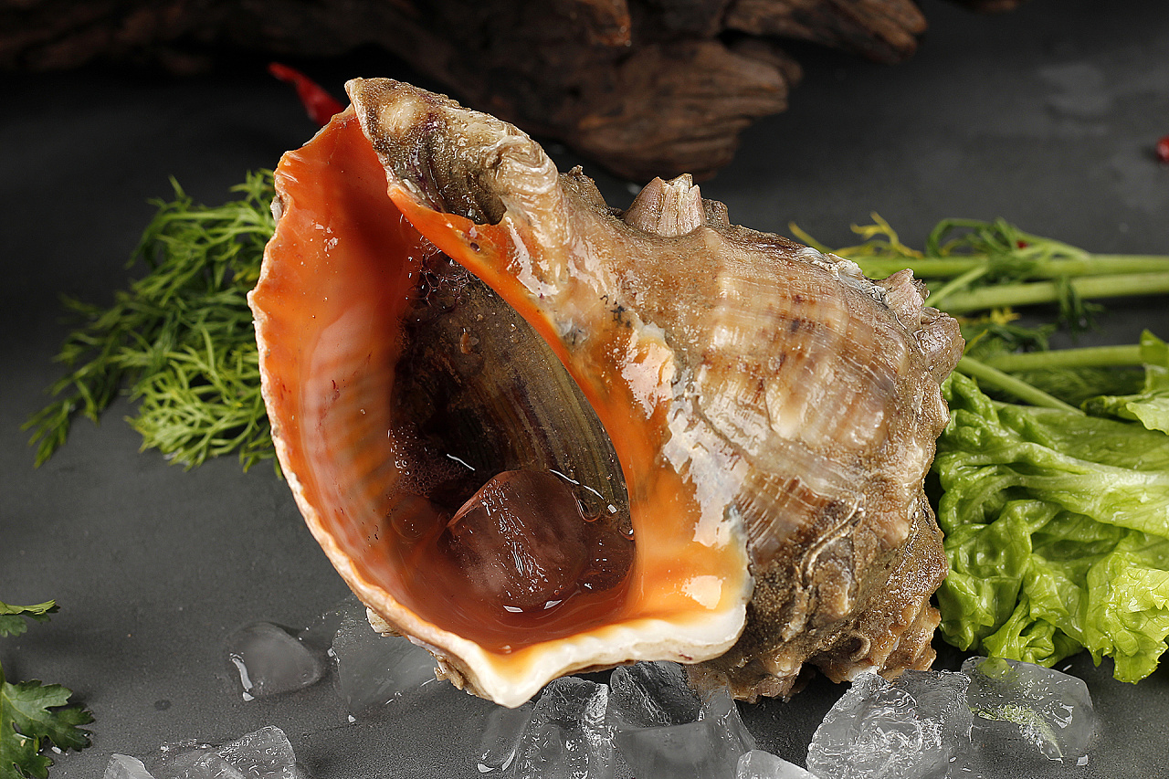 大海螺丨对我来说都是会看不会吃的海鲜