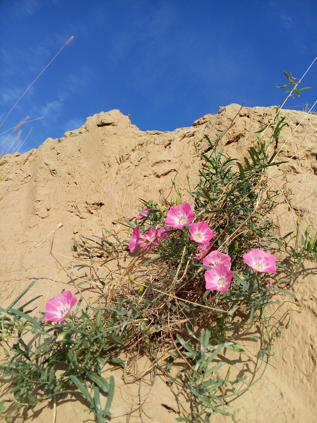 根之老家,大山大自然