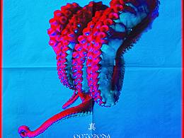 真蛸Octopus 