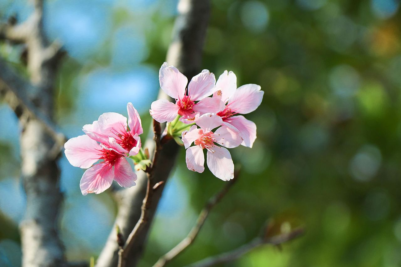 阳春三月在人海中赏花