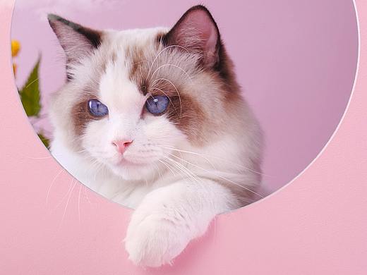 中宠股份HAPPY100猫仙条布偶猫猫粮猫零食竖版短视频