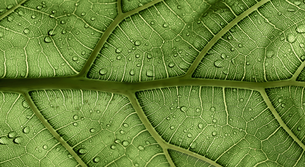 自然营养之美——汤臣倍健