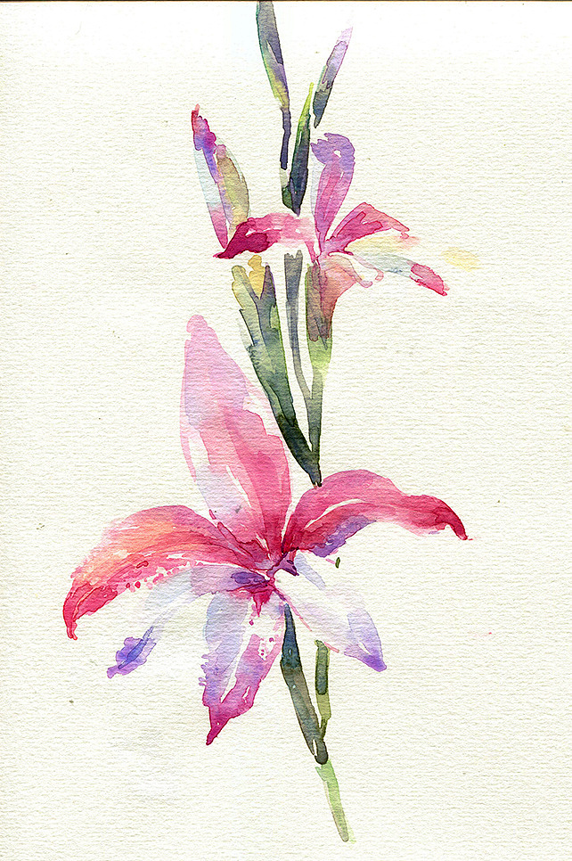 车艳杰  彩铅手绘 