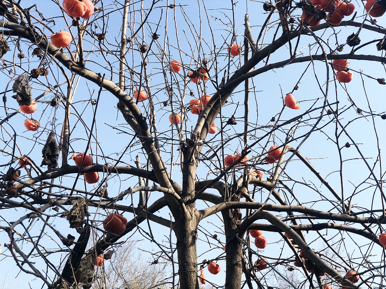 故乡冬季的柿子树