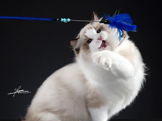 布偶猫
