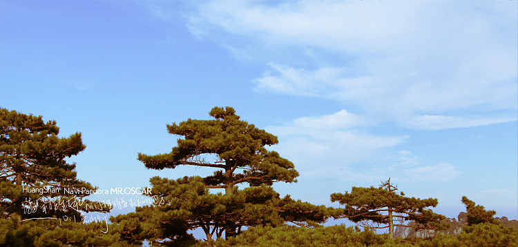 潘多拉星球我们未来将要生活的地方10.1黄山油（图ZMTY2Nzk5Ng==） - 风光摄影 - 站酷设计师oscarzhan原创素材 - 站酷ZCOOL