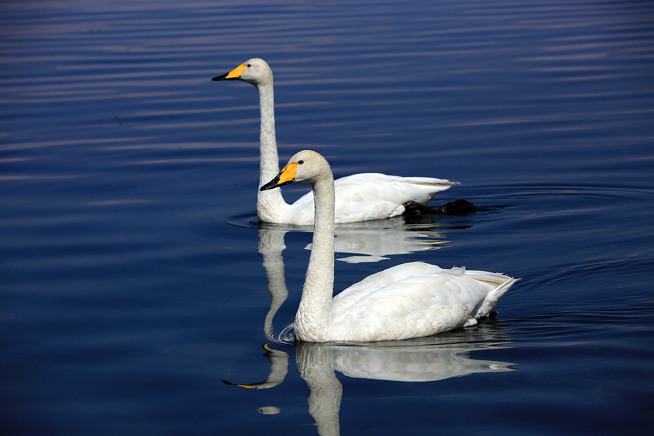 大西洋最后的眼泪——赛里木湖
