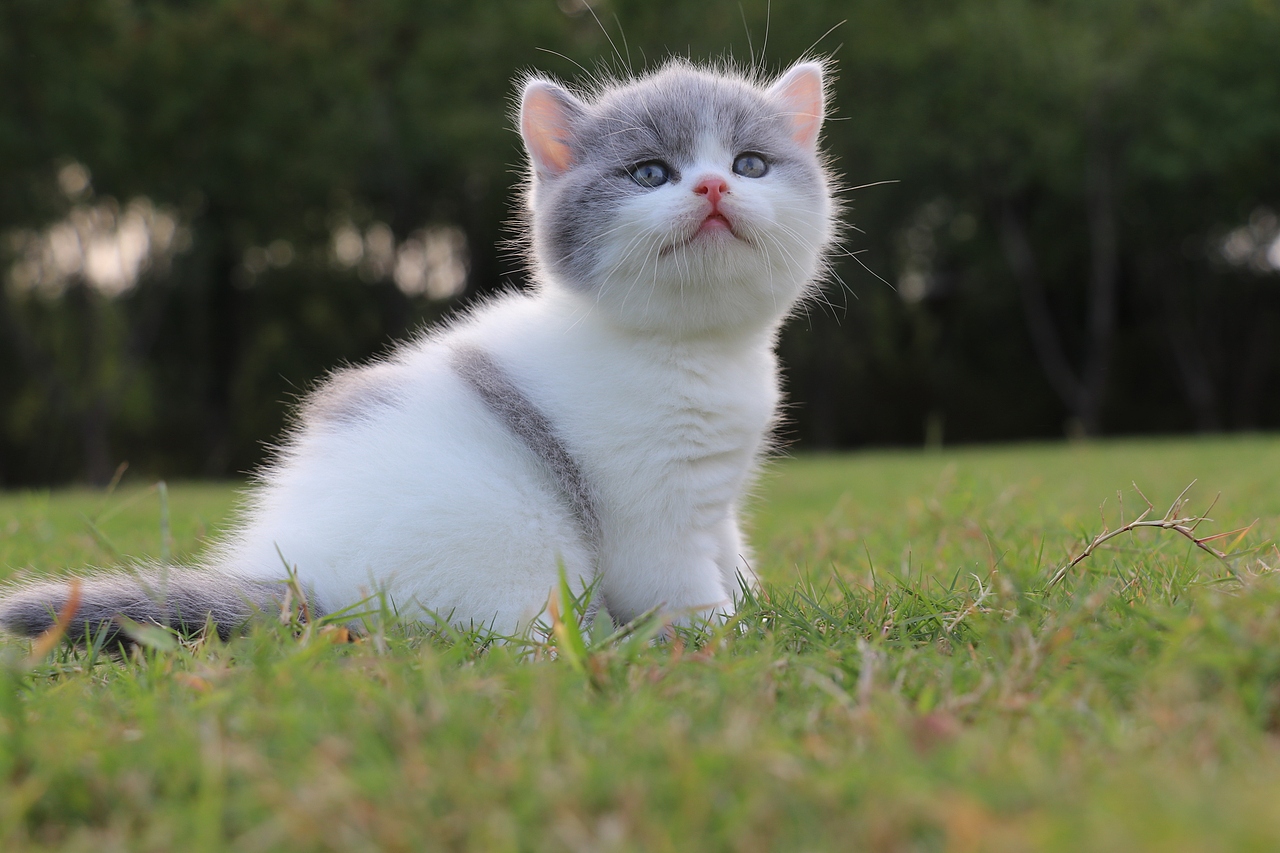 802英短蓝白公五粉通脖尾全蓝34day587g