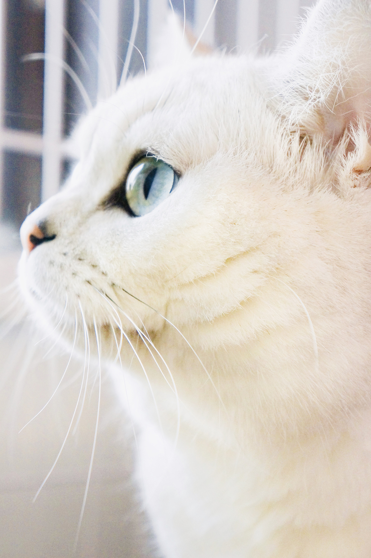 宠物摄影爱宠大机密五只猫系列一