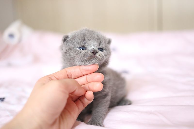 沐米猫舍 纯蓝色-英国短毛猫-高清照片