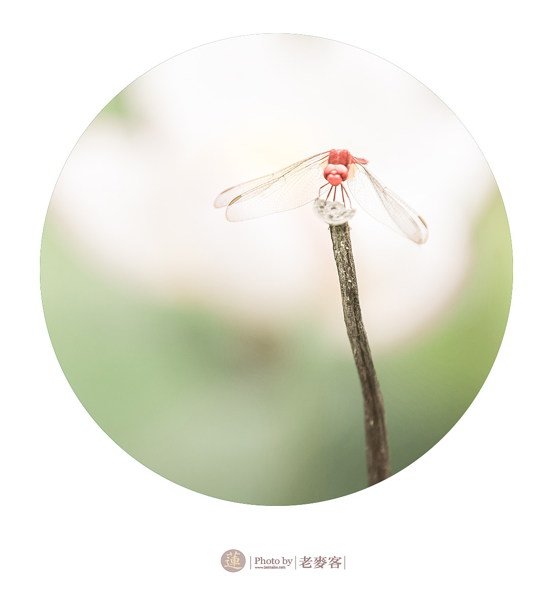 《莲》201406（图ZMTcyNjUyOTY=） - 风光摄影 - 站酷设计师laomaike原创素材 - 站酷ZCOOL