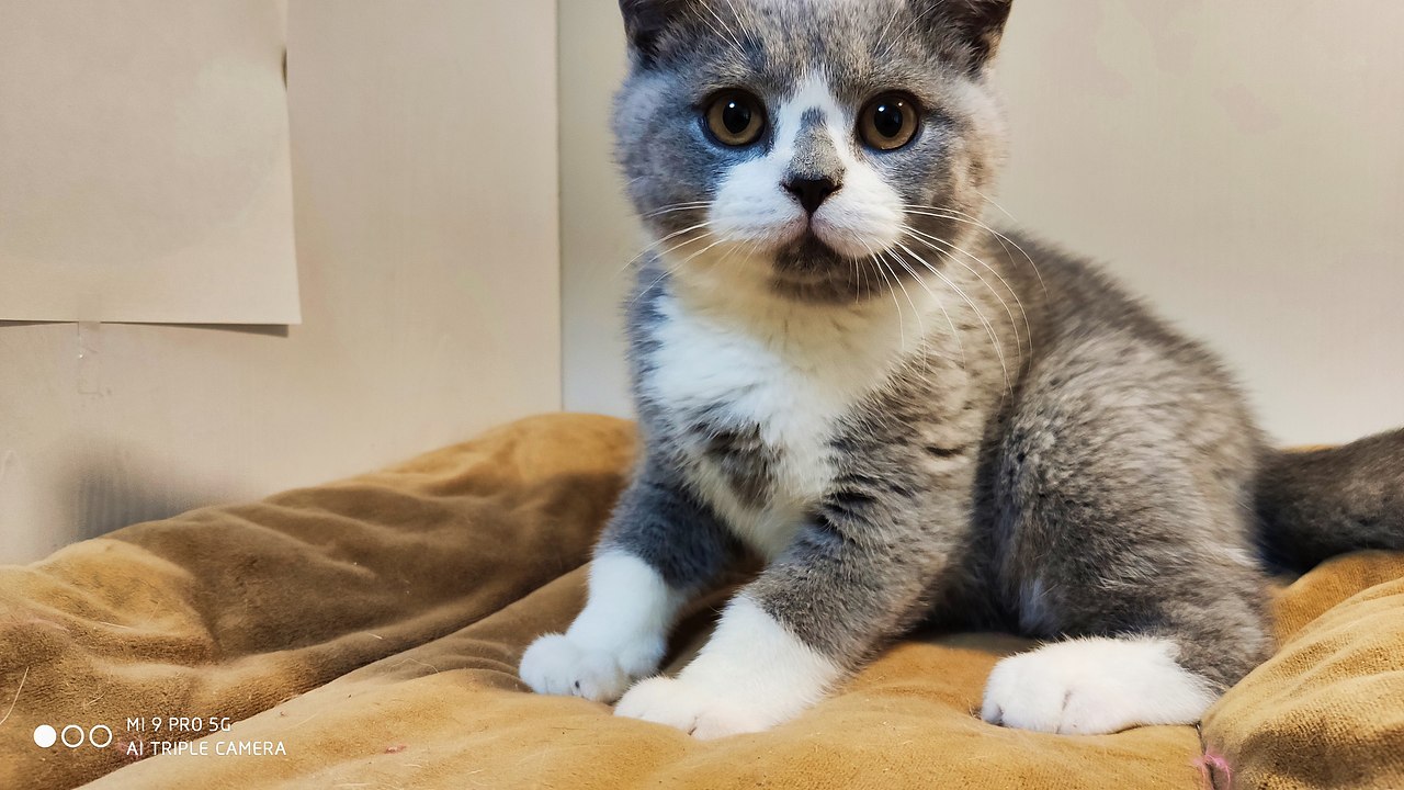 131-英短-蓝白-公-正八-白手套-满背 英国短毛猫 蓝白