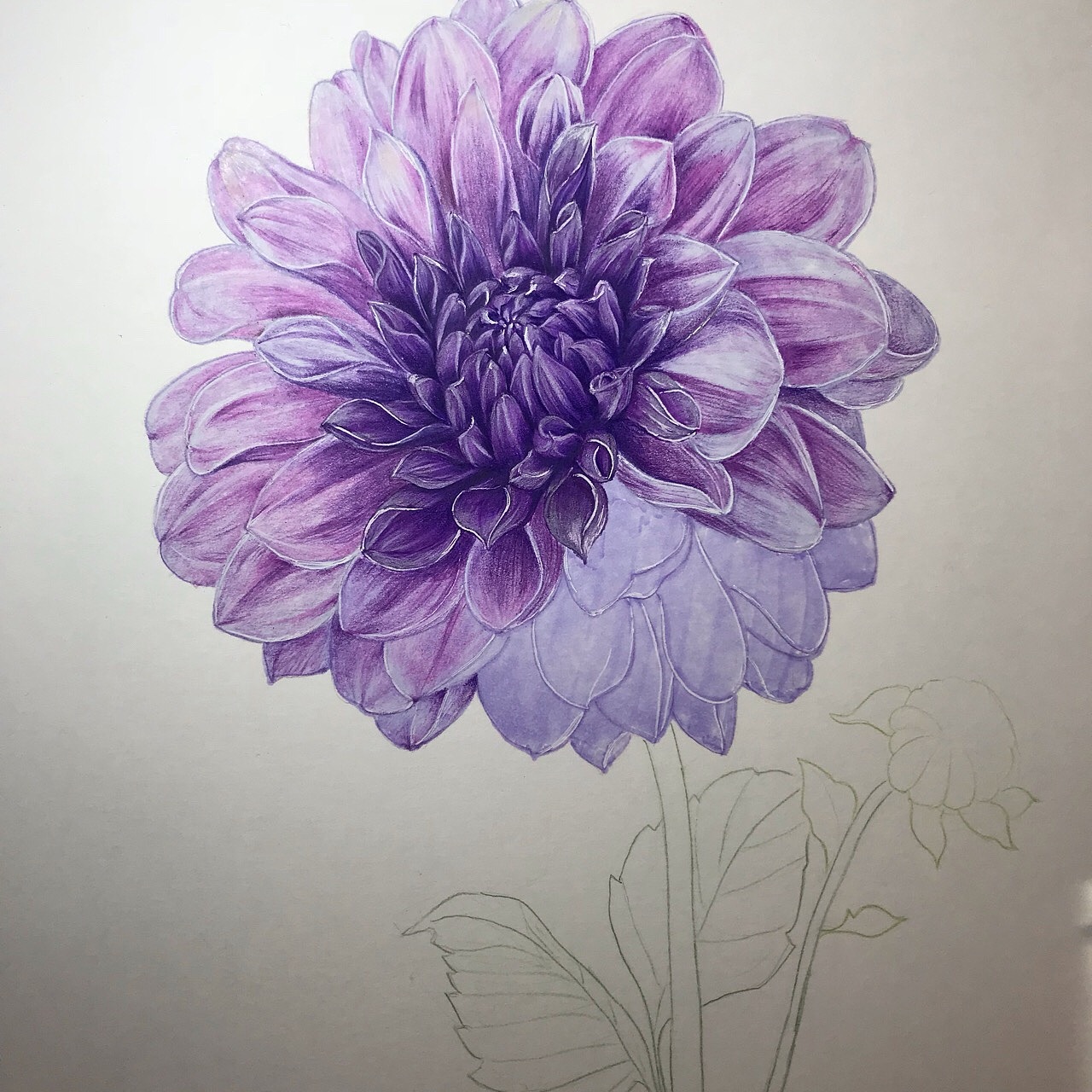 彩铅大丽花|纯艺术|绘画|木紫妍gy_原创作品-站酷zcool