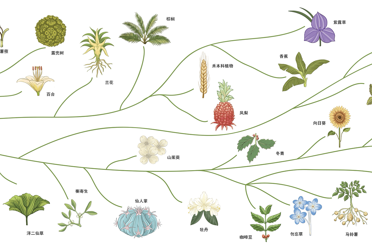 植物进化图
