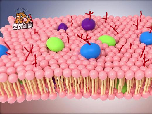 细胞膜医学3D动画-上海艺虎动画制作