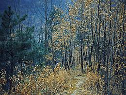 色彩斑斓的树林