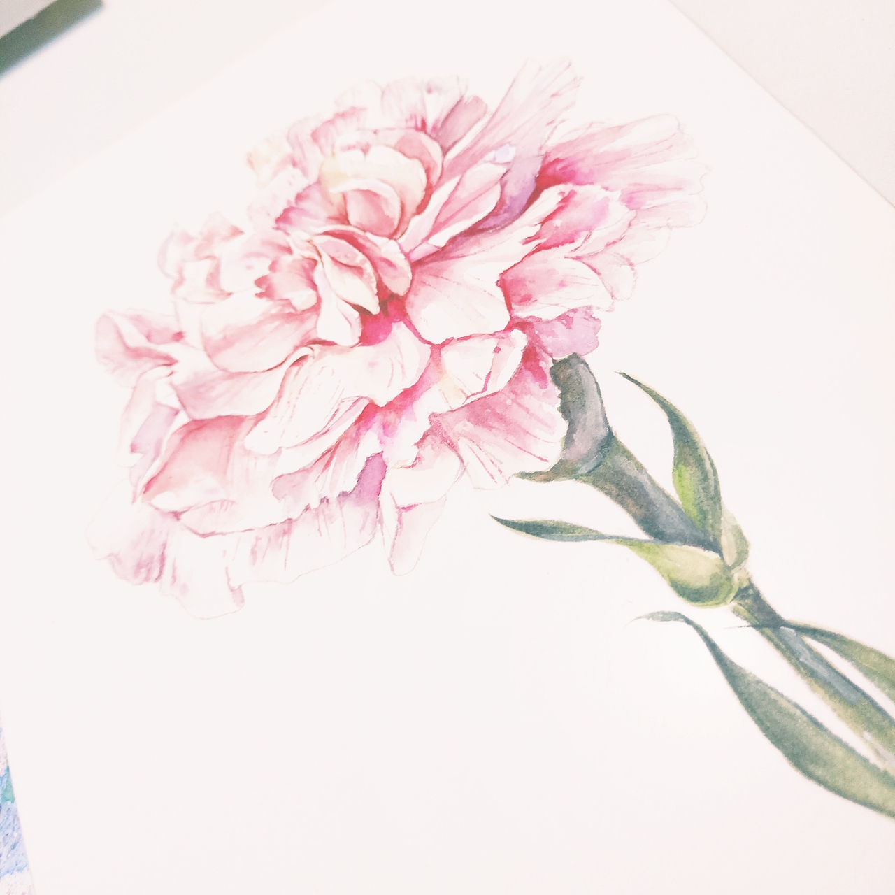 康乃馨|插画|创作习作|乱画的示绮_原创作品-站酷zcool