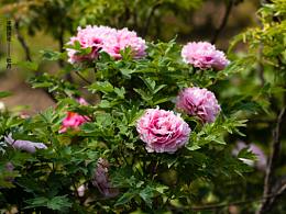 中国国花 牡丹 II