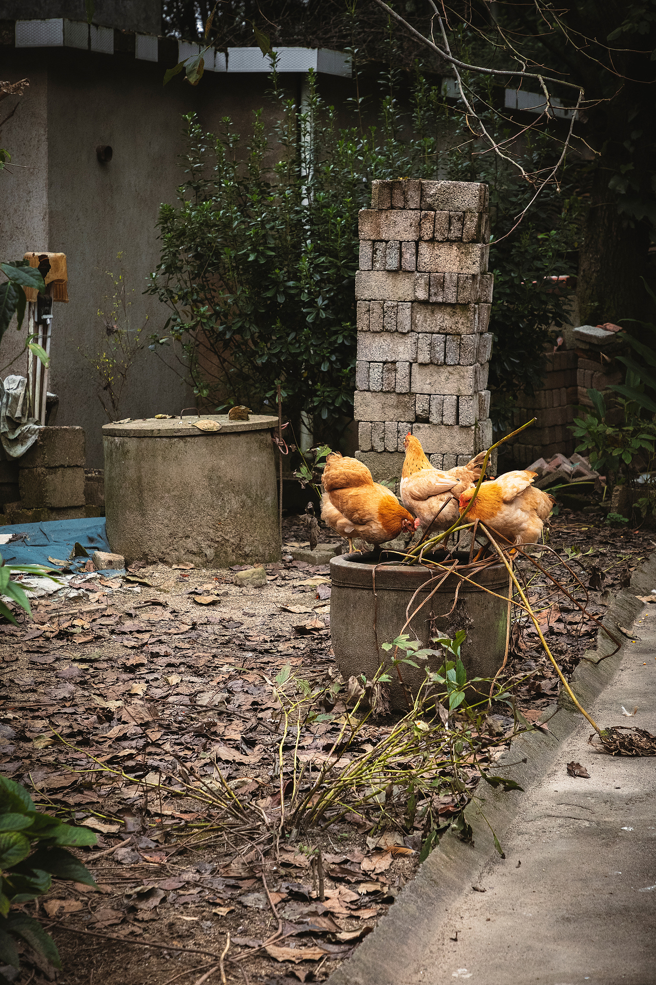 随处可见的农村场景（图ZMjI3MTIyNjUy） - 人文/纪实摄影 - 站酷设计师我有条狗叫汤圆原创素材 - 站酷ZCOOL