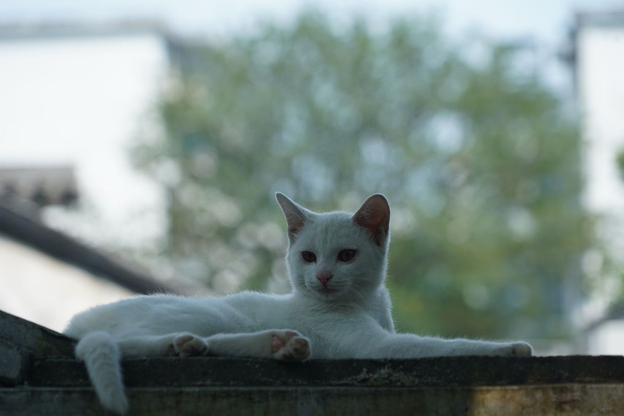 屋檐上的流浪猫