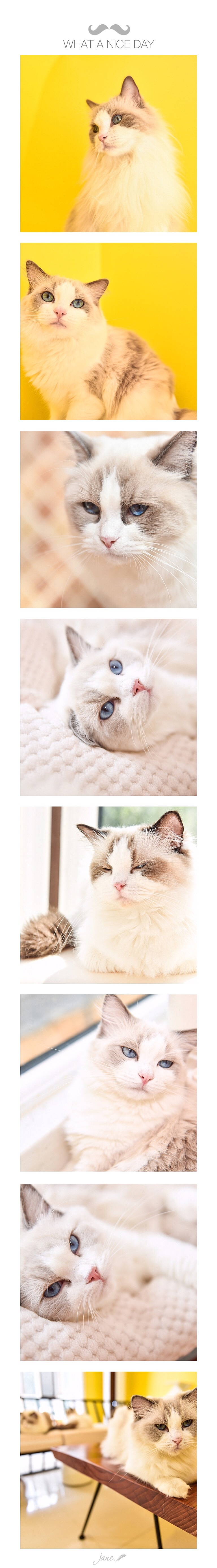 你的大型”猫“片来啦~