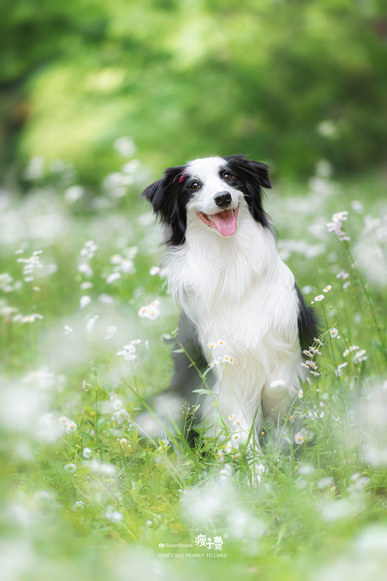 带红色发卡的她（图ZMzcwNzc2MDgw） - 宠物摄影 - 站酷设计师宠物摄影师瘦子费原创素材 - 站酷ZCOOL
